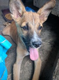 High angle portrait of dog sticking out tongue