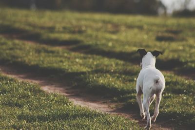 Rear view of dog on field