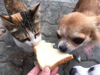 Cropped image of hand holding small dog