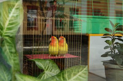 View of bird in cage