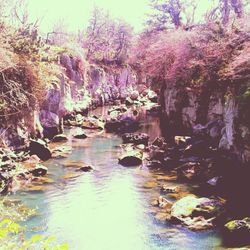 Reflection of trees in water