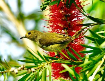 Close-up of bird perching on plant