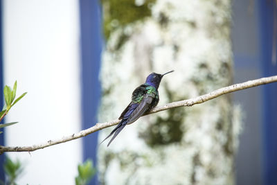 Low angle view of bird perching on branch