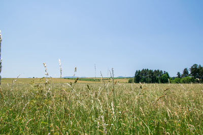 Scenic view of agricultural field against clear sky