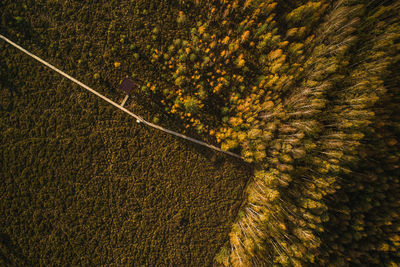 High angle view of an animal on road