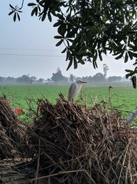 Bird perching on a field