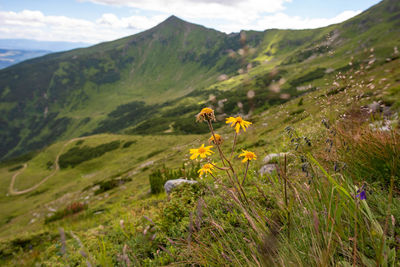 Scenic view of flowering plants on field against mountains