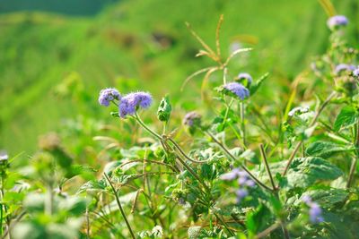 Close-up of purple flowering plant on field