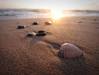 Close-up of seashell on beach