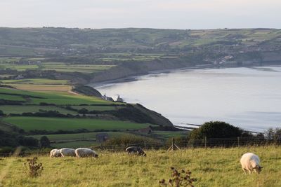 Sheep grazing on field against sky