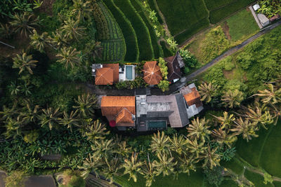 High angle view of trees on field