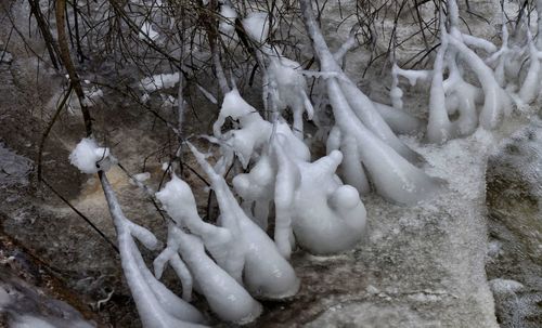 Snow on tree during winter