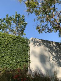 Trees on field against sky