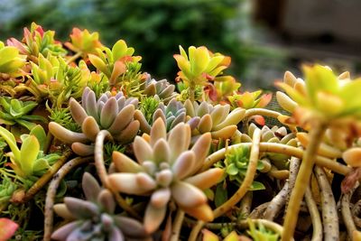 Close-up of flowers