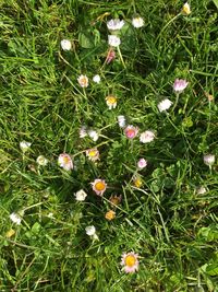 Flowers blooming in grass