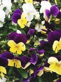 Close-up of purple flowers blooming outdoors