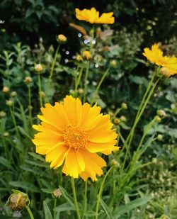 Close-up of yellow flowering plant on field