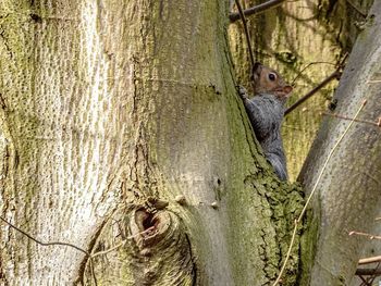 tree trunk