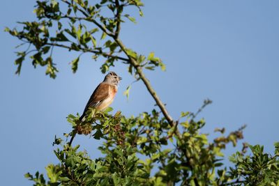 Low angle view of birds perching on tree