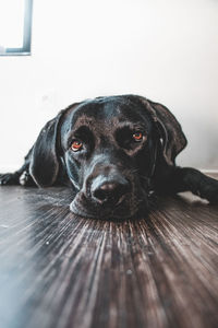 Close-up portrait of a dog