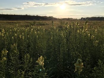 Plants growing on field against sky during sunset