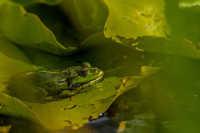 Close-up of frog on leaf