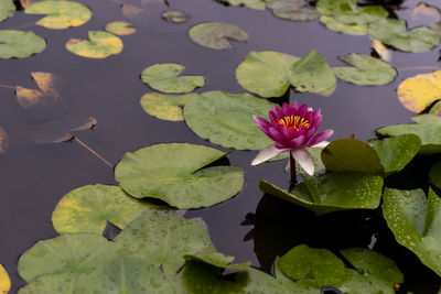 Lotus water lily in lake