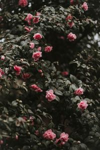 Pink flowers blooming in park