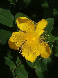 Close-up of yellow flowering plant