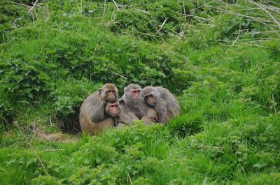 Monkeys sitting on grass