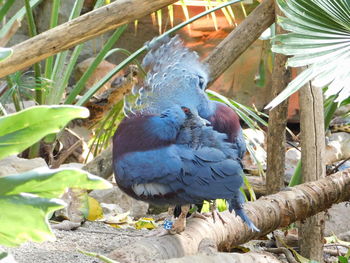 View of bird perching on wood