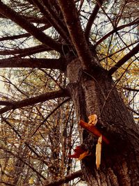 Low angle view of tree trunk in forest