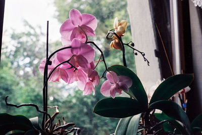 Close-up of pink orchid on plant