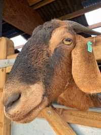 Close-up of goat