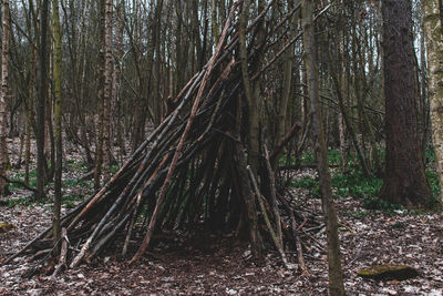 View of trees in forest