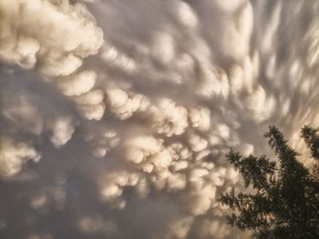 Low angle view of tree against sky