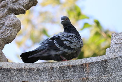Low angle view of pigeon perching on retaining wall