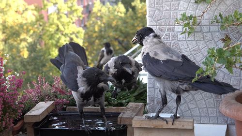 View of birds perching on plant