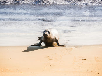 View of duck on beach