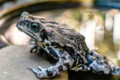 Close-up of a frog