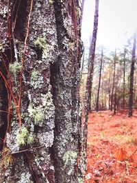 Close-up of tree trunk in forest