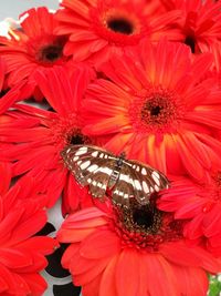 Close-up of honey bee on red flowers