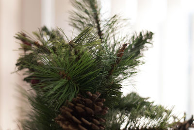 Close-up of christmas tree