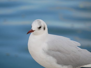 Close-up of seagull perching on a sea