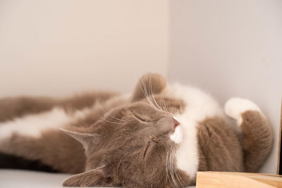 Close-up of cat sleeping at home