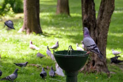 Close-up of bird perching on tree trunk