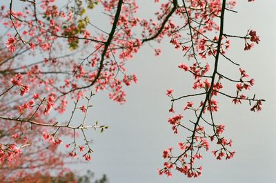 Low angle view of cherry blossoms against sky