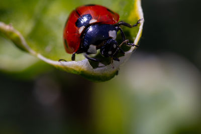 Close-up of insect on flower