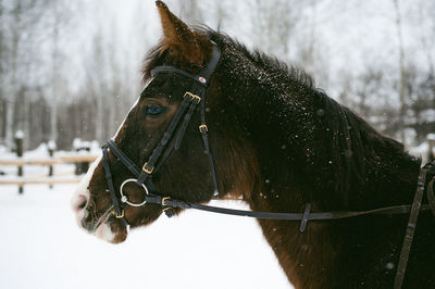 Close-up of horse standing on snow field against sky