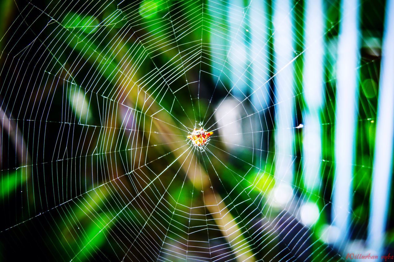 spider web, illuminated, night, pattern, full frame, backgrounds, wet, motion, close-up, no people, outdoors, long exposure, blurred motion, abstract, spider, focus on foreground, complexity, lighting equipment, green color